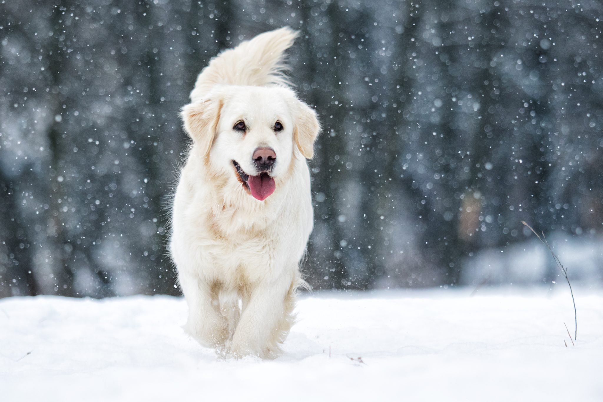 How Cold Does It Have to get for Fleas to Die? J&B Pet Source powered by J&B Pharmacy