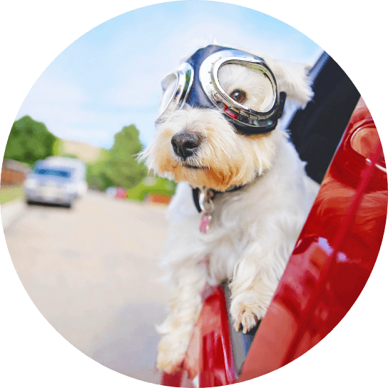 Dog Looking Out Car Window