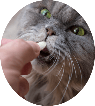 Giving Vitamins Kitten