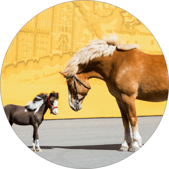 Horse With Baby Colt