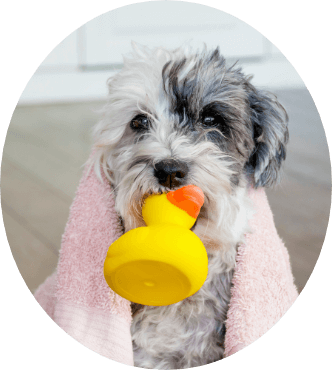 Puppy After Bath With Toy