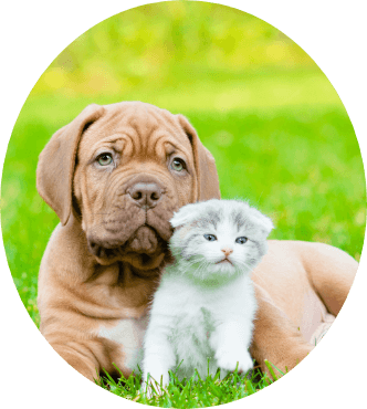 Puppy In Yard With Kitten