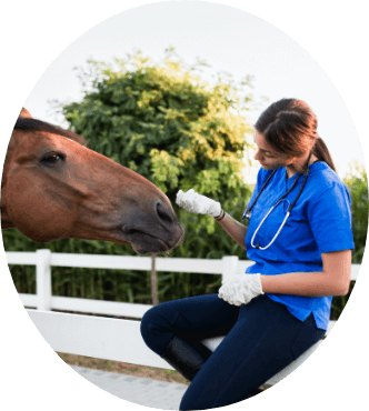 Vet Petting Horse