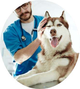 Vet Petting Husky