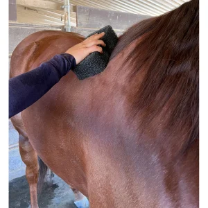 Tigerstonguehorsegroomer4