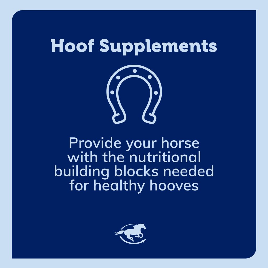 Ss Hoof Gallery Images Pdp Amazon