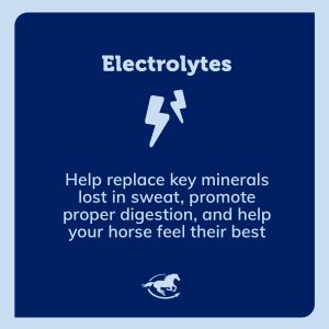 Ss Electrolytes Gallery Images Pdp Amazon