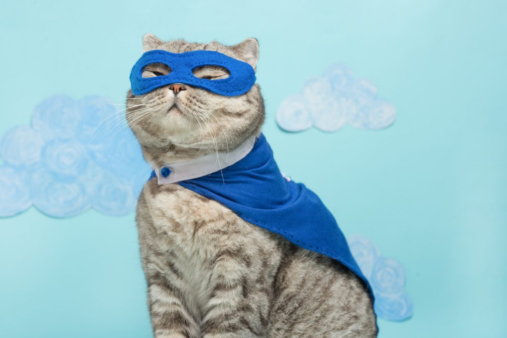 Superhero Cat, Scottish Whiskas With A Blue Cloak And Mask. The Concept Of A Superhero, Super Cat, Leader